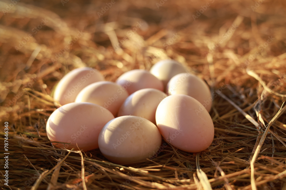 Duck eggs on the farm for cooking and the soft sunlight in the morning.Duck eggs on a pile of straw Duck eggs on the farm for cooking and the soft sunlight in the morning.Duck eggs on a pile of straw