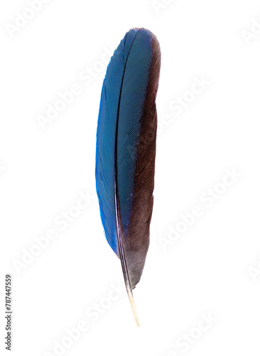 Beautiful blue feather transparent png