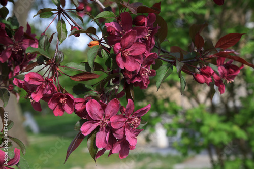 Double pink plum blossoms, Prunus cerasifera. © wiha3