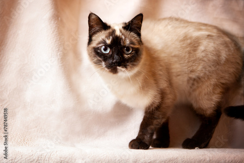 Beautiful, very cute Siamese cat posing in the studio on a beige background. © наталья саксонова
