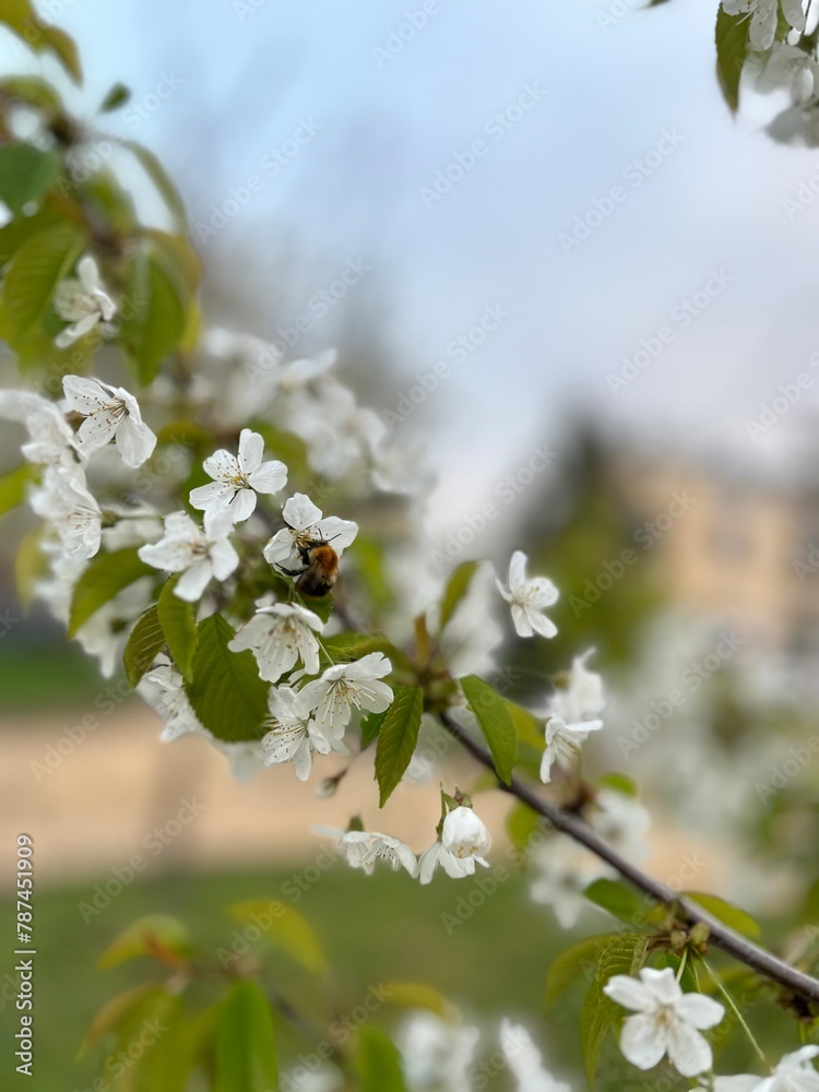 A large striped bumblebee in the evening collects nectar from white cherry blossoms on a tree branch at sunset in spring A large striped bumblebee in the evening collects nectar from white cherry blossoms on a tree branch at sunset in spring