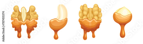 Nut Edible Seed with Dripping Chocolate or Caramel Melting Liquid Vector Set