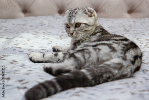 Fototapeta Naklejka Na Ścianę i Meble -  portrait of a gray fold cat, beautiful tabby Scottish cat