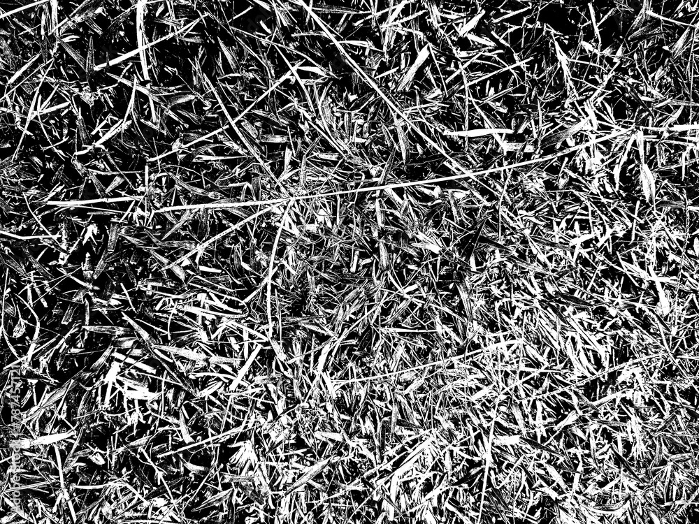 Unveiling the Emerald Microcosm: A Close-Up Exploration of Green Grass texture Unveiling the Emerald Microcosm: A Close-Up Exploration of Green Grass texture