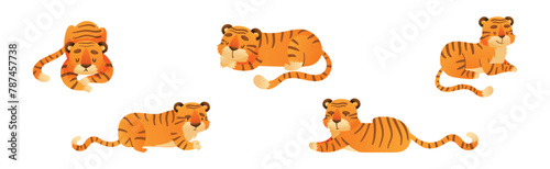Funny Tiger Predator Jungle Animal with Striped Coat Vector Set