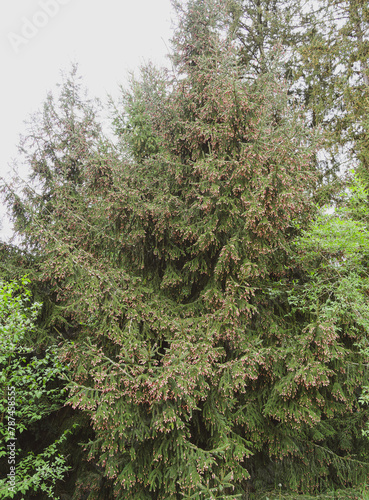 (Picea orientalis | Oriental spruce or Caucasian spruce, conifer tree with immature red purple cones strawberry-shaped on shots bearing short leaves needle-like with paler stomatal lines
 photo