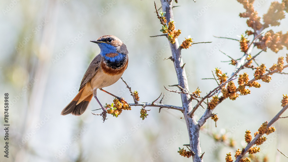 bird on a branch bird on a branch