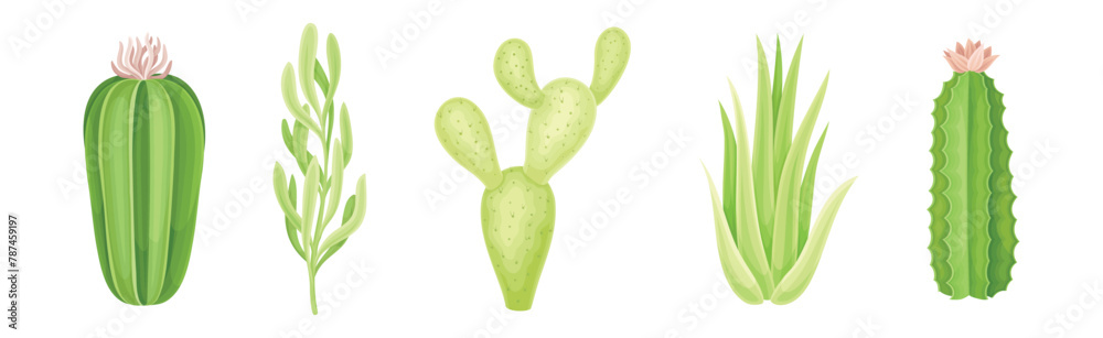 Fototapeta premium Succulent Desert Plant with Thick Fleshy Leaf Vector Set
