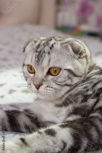 portrait of a gray fold cat, beautiful tabby Scottish cat