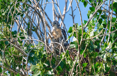 A juvenile Red-tailed hawk standing in its nest, with new golden chest feathers, replacing its downy fur.