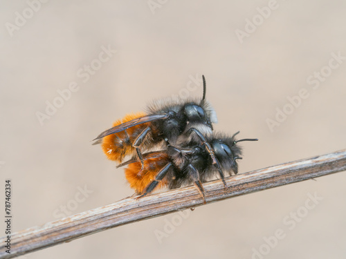 Seitliche Nahaufnahme von zwei Gehörnten Mauerbienen (Osmia cornuta). Sie sitzen zur Paarung auf einem Grashalm vor neutralem Hintergrund.