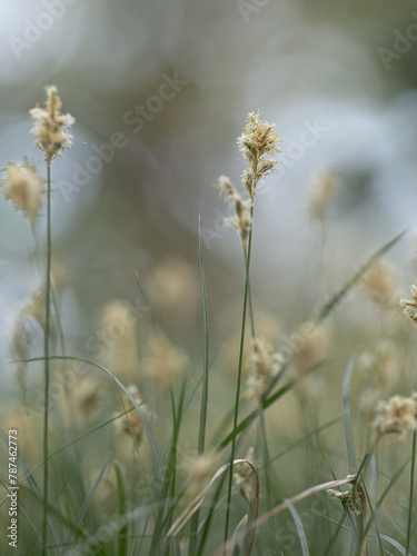 Blühende Pflanzer der Zittergras-Segge  (Carex brizoides) wachsen auf einer Wiese vor blauem Himmel.