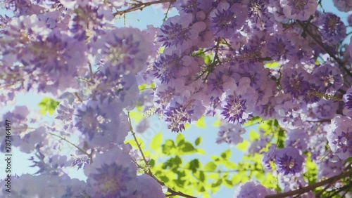 Blossoming lilac Wisteria flowers in springtime with sun flare. Bottom view. Close up. Nature background photo