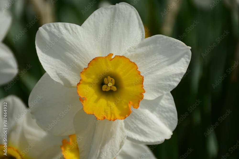 White daffodil with yellow center close-up White daffodil with yellow center close-up