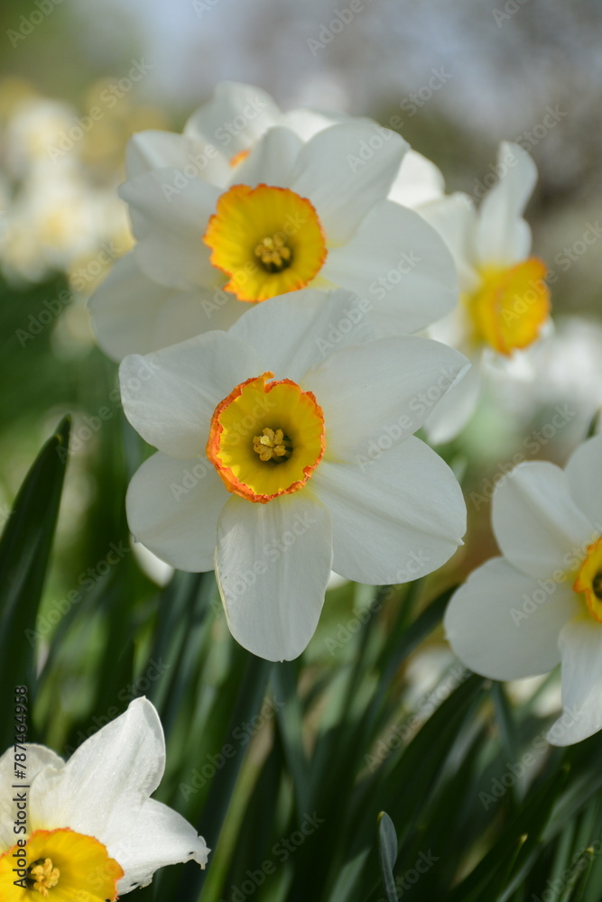 Close-up of daffodils with yellow centers in the garden Close-up of daffodils with yellow centers in the garden