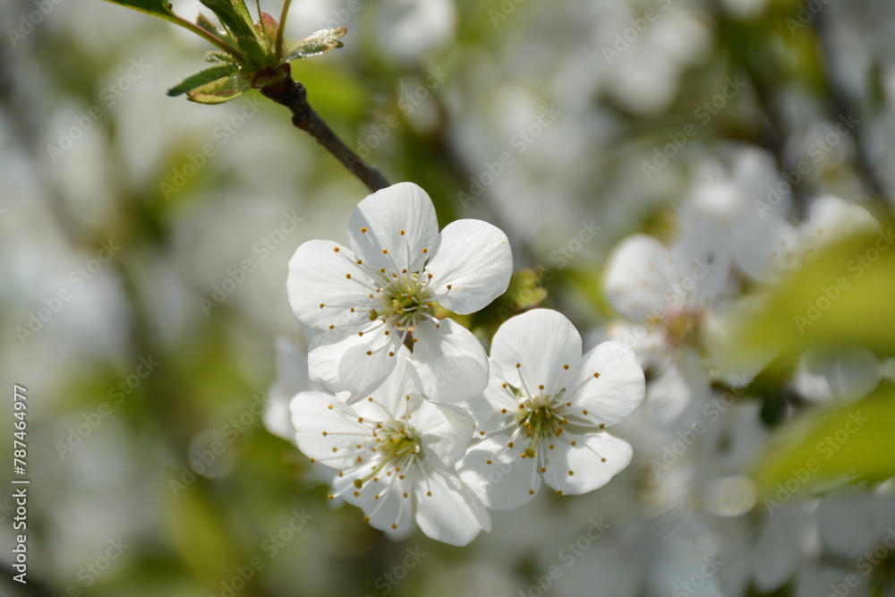 Obraz premium White cherry tree flowers close up