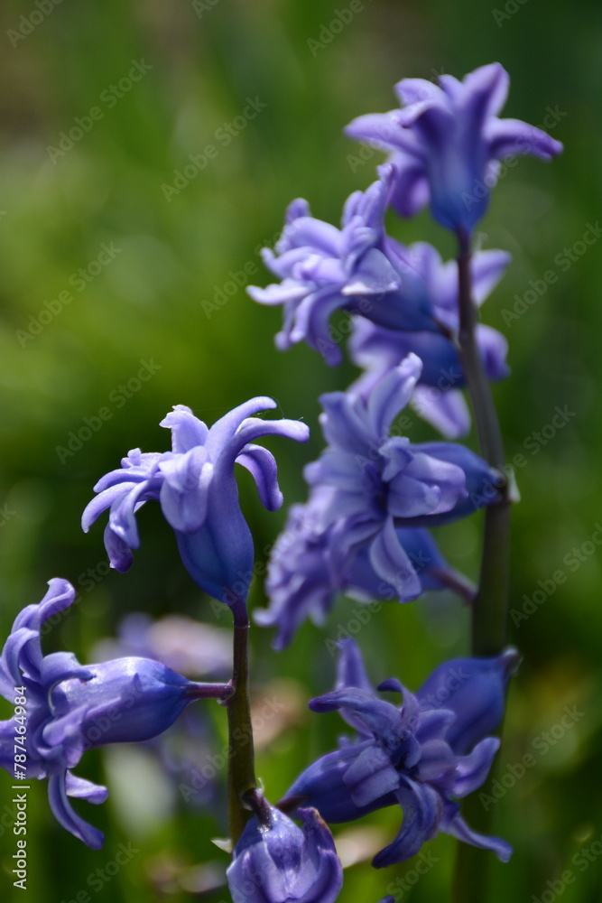 Blue hyacinth close up on blurred background