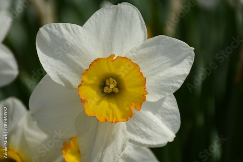 White daffodil with yellow center close-up