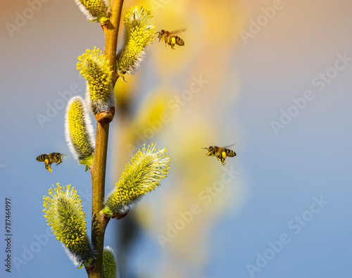 three small honey bees circle and collect nectar from fluffy willow branches in a sunny spring garden