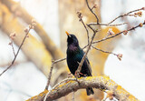 migratory bird black starling sits on a branch in the spring garden and sings