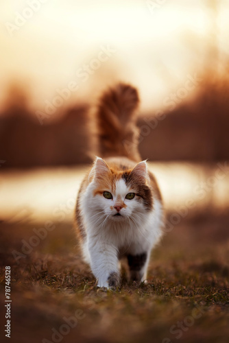 fluffy cat walking in a sunny evening meadow
