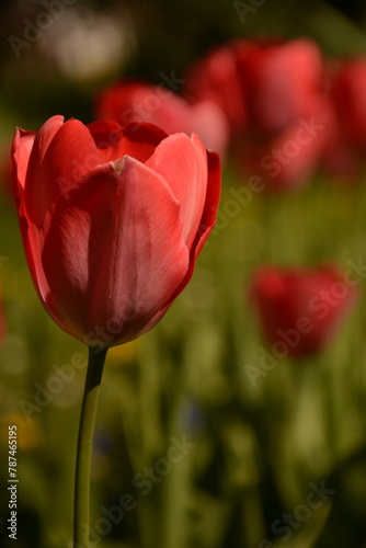 Red tulip in the garden on a blurred background