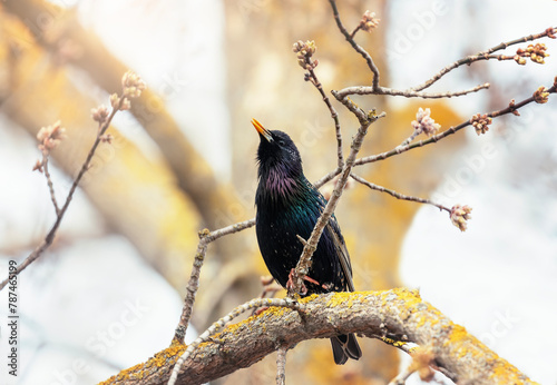 migratory bird black starling sits on a branch in the spring garden and sings
