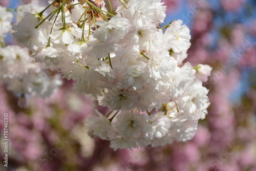 White Japanese flowering cherry branch on blurred background of pink blossoming tree