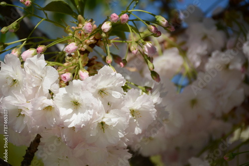 White Japanese cherry tree in flowers