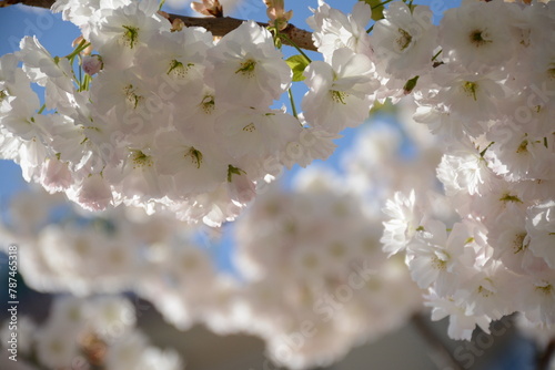 Beautiful fluffy white Japanese flowering cherry ( Prunus serrulata) against the blue sky