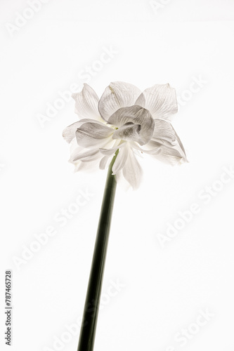 Amaryllis flower