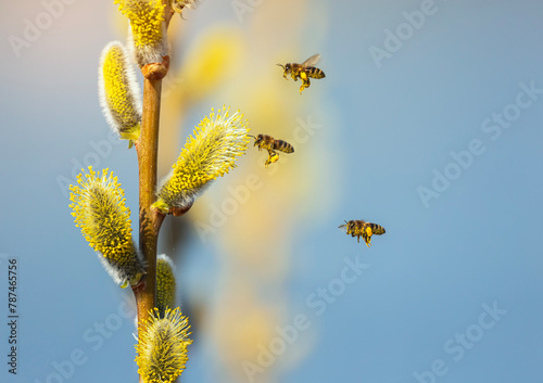 swarm of honey bees circling and collecting nectar from fluffy willow branche...