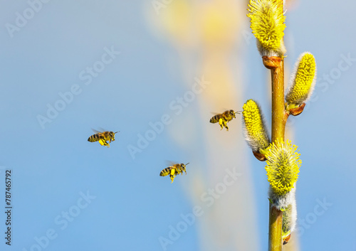 a swarm of small honey bees circle and collect nectar from fluffy willow bran...