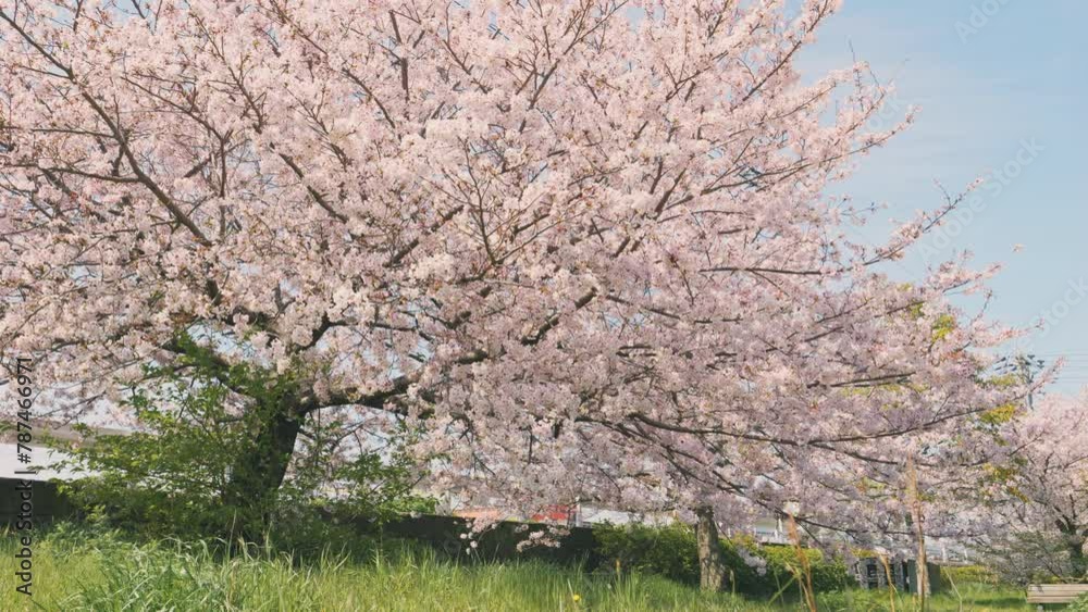 Cherry blossoms or sakura flowers swaying in wind in full bloom, Beautiful spring flower in a park in Japan, Nobody Cherry blossoms or sakura flowers swaying in wind in full bloom, Beautiful spring flower in a park in Japan, Nobody