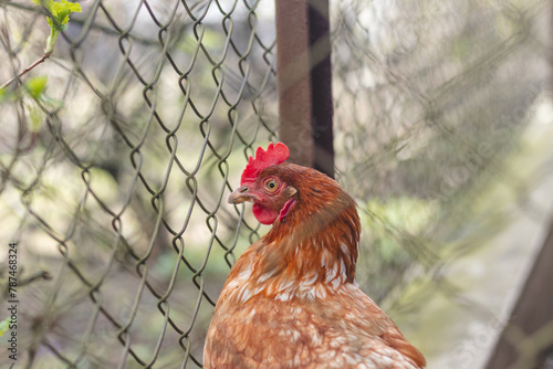 Domestic chicken with brown and white feathers running around the yard in the free range. Organic chickens. Homegrown eggs. Funny expression