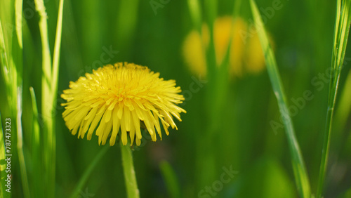 Yellow dandelions in green grass. Sunny spring day. The wind sways in the bright green grass. Summer fresh background. Wild flowers. 4k nature stills