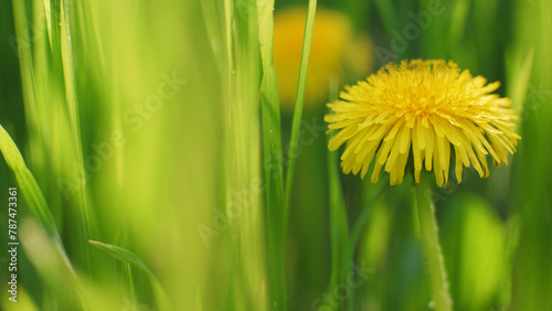 Yellow dandelions in green grass. Sunny spring day. The wind sways in the bright green grass. Summer fresh background. Wild flowers. 4k nature stills