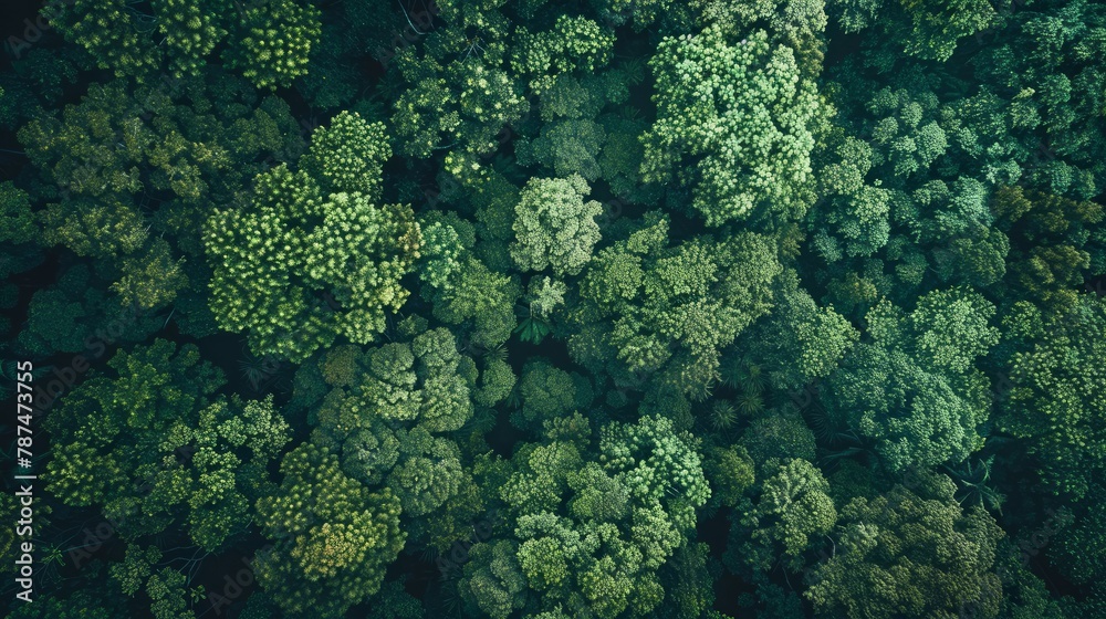 An aerial top view capturing the dense and vibrant green canopy of a forest, highlighting the concept of rainforest ecosystem and healthy environment An aerial top view capturing the dense and vibrant green canopy of a forest, highlighting the concept of rainforest ecosystem and healthy environment