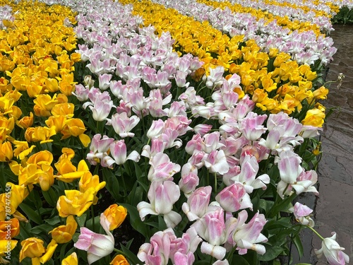 Beautiful tulip flowers in multiple colours at Tulip Festival in Amsterdam 2024