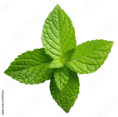 PNG Mint leaf plant herbs white background