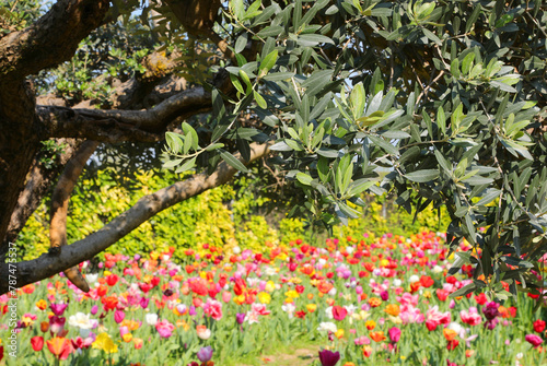 OLIVE tree leaves for olive oil production and flowers background