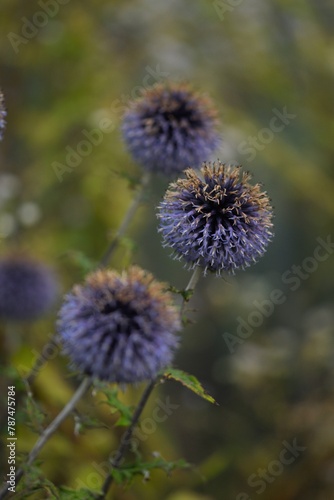 Globe thistle. Blue echinops flowers on bokeh background, selective focus.
