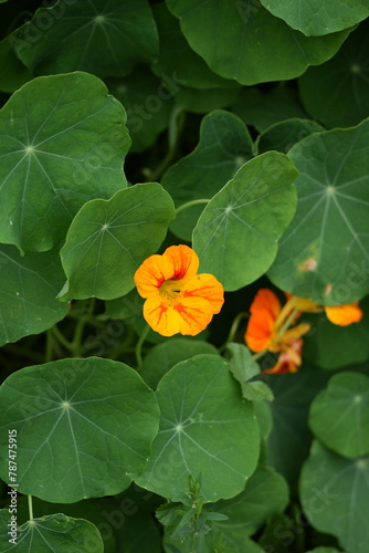 Nasturtium blooming orange plant among green leaves, edible flower in garden.