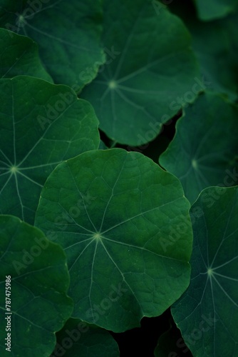 Nasturtium green leaves closeup, nasturtium leaves background or texture, vintage green natural  background. © Anna