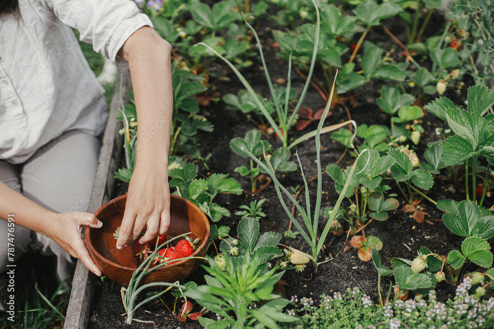 Fototapeta premium Hand picking organic strawberry from raised garden bed close up. Homestead lifestyle. Gathering homegrown berries in wooden bowl from community garden