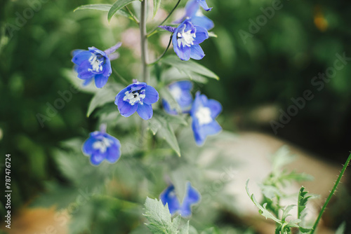 Delphinium blooming in english cottage garden. Close up of blue delphinium flowers. Homestead lifestyle and wild natural garden. Floral wallpaper © sonyachny
