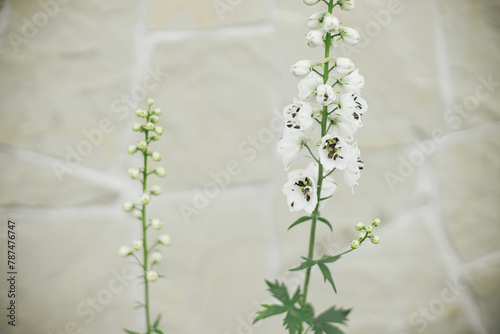 Delphinium blooming in english cottage garden. Close up of white delphinium flowers. Homestead lifestyle and wild natural garden. Floral wallpaper