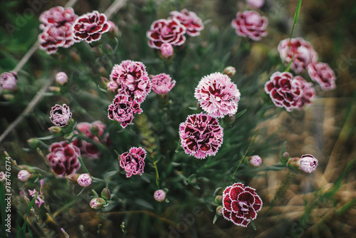 Beautiful carnation in english cottage garden. Close up of pink carnation flower. Floral wallpaper. Homestead lifestyle and wild natural garden