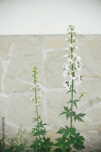 Delphinium blooming in english cottage garden. Close up of white delphinium flowers. Homestead lifestyle and wild natural garden. Floral wallpaper