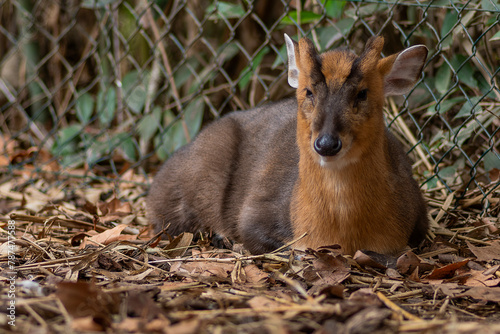 deer in the woods